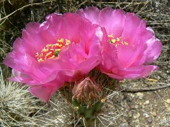 wgcbf-day4-8  Cactus flower.jpg (337324 bytes)